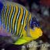 angelfish_regal_hma_si_h_0047_egy2009.jpg